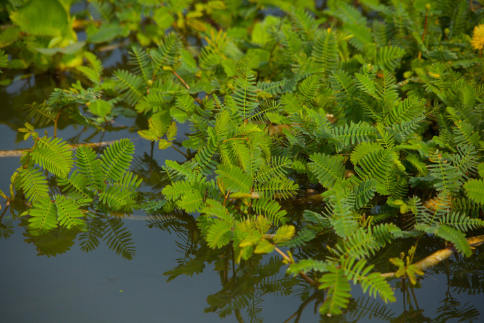 Rau nhút có nhiều ở các làng quê.