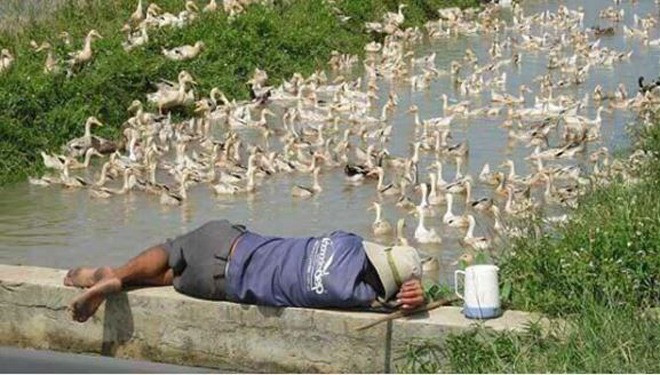 Sau tất cả, người đàn ông đã phải về quê chăn vịt.