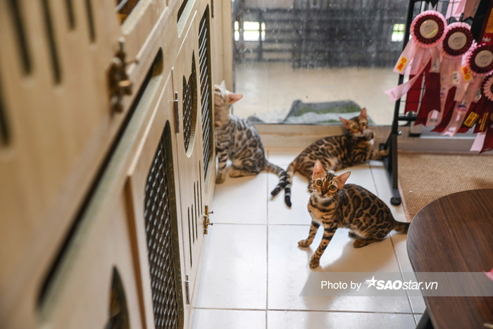 Các bé mèo Bengal đòi hỏi chất lượng ăn thịt sống vô cùng kỹ lưỡng.