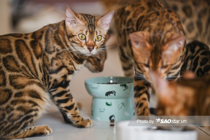 Các bé mèo Bengal gây ấn tượng bởi vẻ ngoài có đốm.