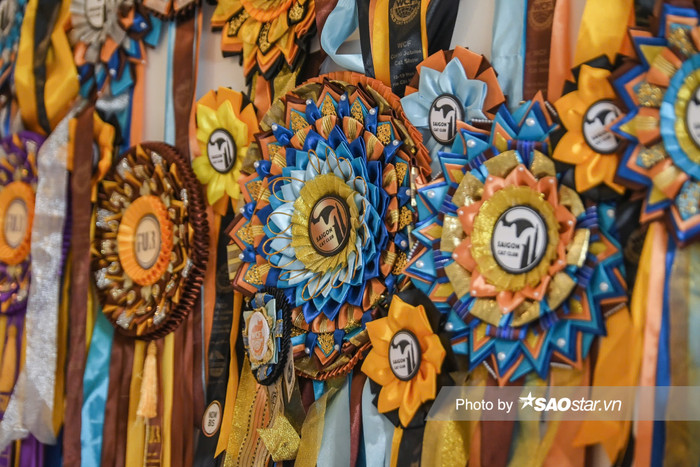 Giải thưởng khẳng định chất lượng mèo tại trại của Vinh.