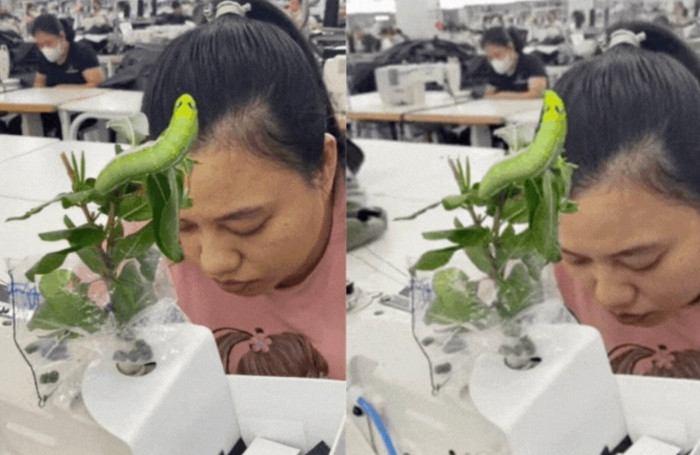 Thú cưng là con sâu, cô gái khiến cả văn phòng rùng mình không dám lại gần.