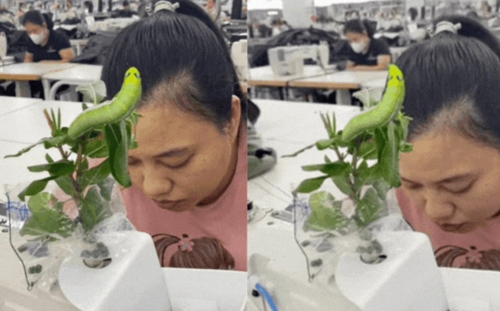 Đưa 'thú cưng' đến chỗ làm, cô gái khiến đồng nghiệp khóc thét bỏ chạy Ảnh 2