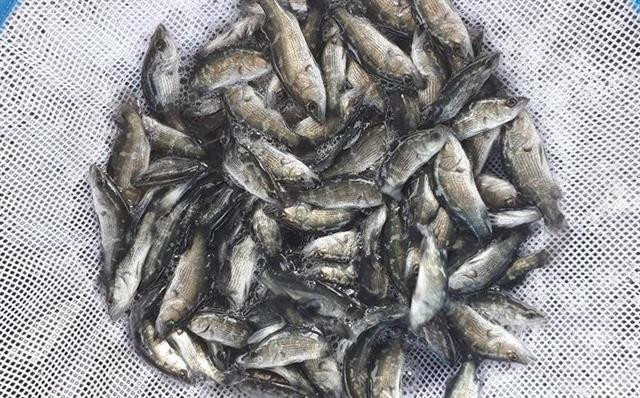 Cá ong có nhiều ở dài đất miền Trung.