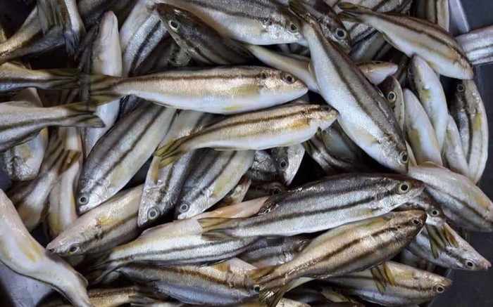 Loại cá xưa đầy ăn đến ngán, giờ thành đặc sản xuất hiện trong nhà hàng sang, 200.000 đồng/kg Ảnh 2