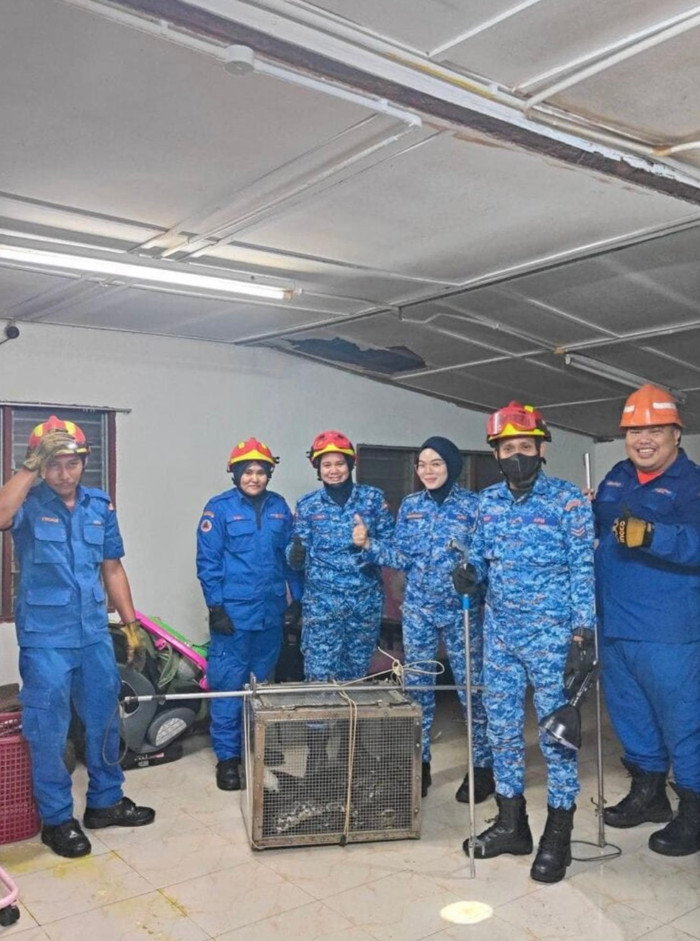 Con vật cuối cùng đã bị nhốt vào lồng và được thả về tự nhiên.