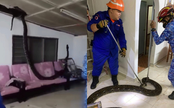 Nghe tiếng động lạ, gia chủ sợ hãi bỏ chạy vì phát hiện kinh hoàng Ảnh 2