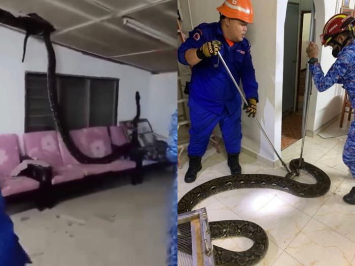 Con trăn khổng lồ dài 4m bất ngờ xuyên thủng trần nhà.