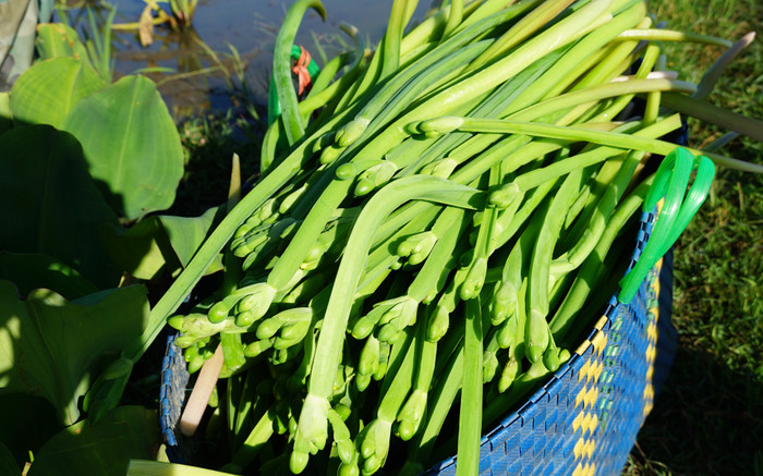 Loại rau xưa cho lợn ăn, nay thành đặc sản được dân phố ưa chuộng, 120.000 đồng/kg Ảnh 2