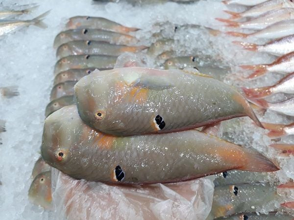 Cá mó có hình dạng đặc biệt.