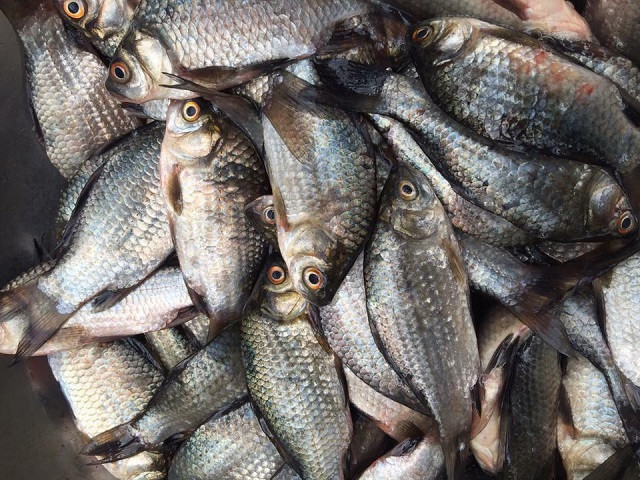 Cá diếc có nhiều ở vùng quê Bắc Bộ.