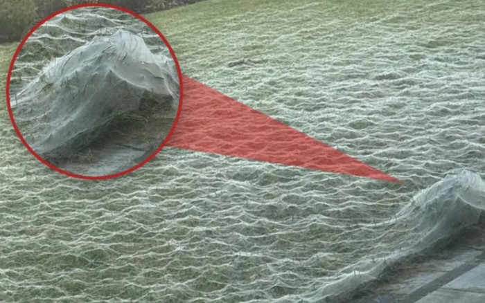 Giật mình thức dậy, chủ nhà bàng hoàng trước 'cảnh tượng rùng rợn' ngay sân nhà Ảnh 2