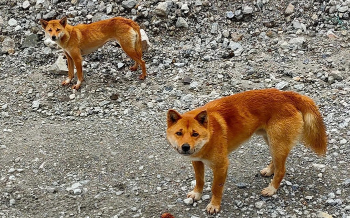 Ngỡ đã tuyệt chủng, giống chó 'biết hát' quý hiếm xuất hiện trở lại sau 50 năm Ảnh 2