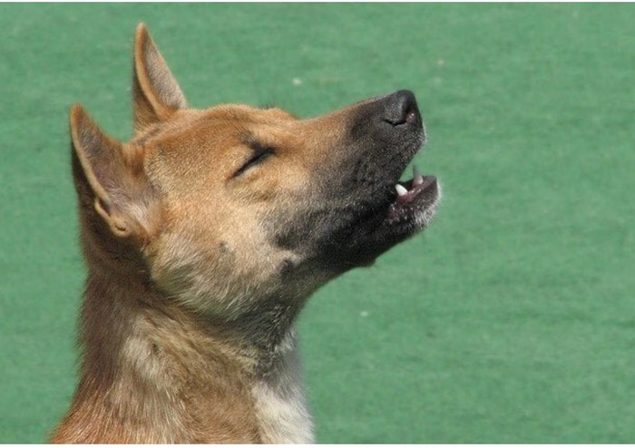 50 năm biệt tăm, chó hát New Guinea quý hiếm bất ngờ tái xuất.