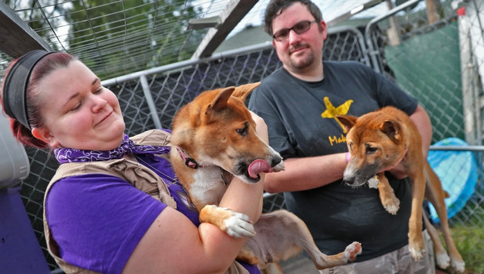Loài chó hát New Guinea được nhận biết lần đầu tiên tại Papua New Guinea vào năm 1897. (Ảnh: Pixabay)