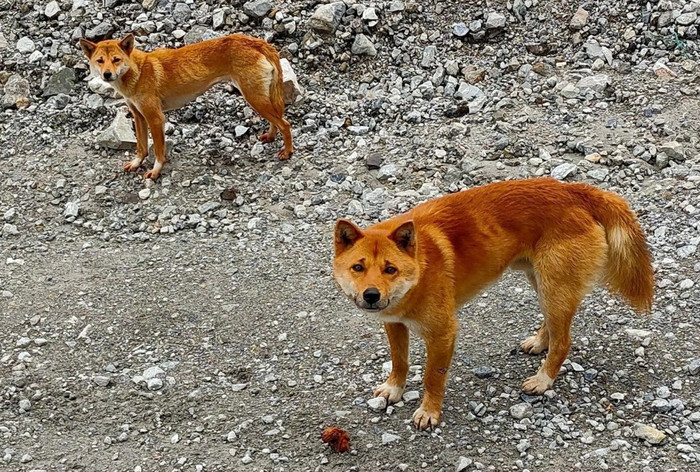 Chó hát New Guinea: Âm thanh hoang dã độc nhất trở lại sau nửa thế kỷ.