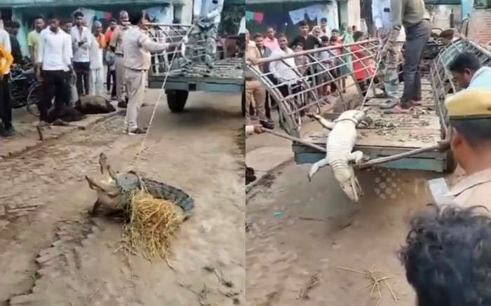 Cá sấu 'khủng' dài 2m đột nhập nhà dân, dân làng tái mặt sợ hãi Ảnh 2