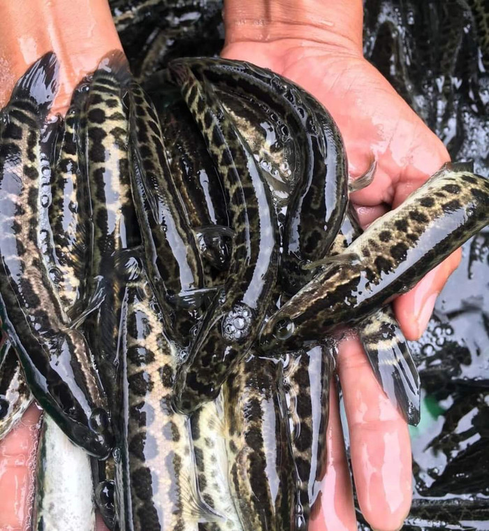 Loại cá này có nhiều ở vùng Đồng bằng Bắc bộ và miền Tây.