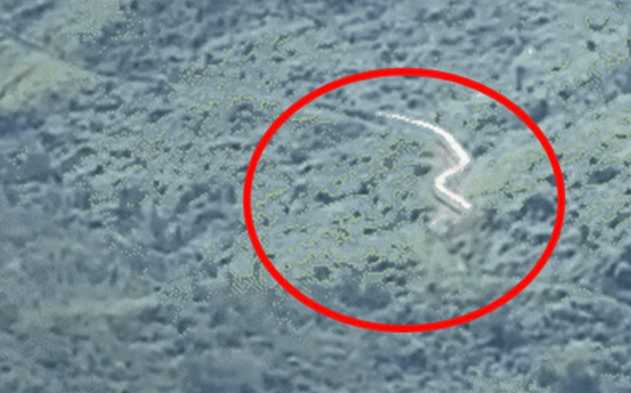 Con 'rắn hổ mây' khổng lồ nổi tiếng khắp cõi mạng Việt Nam khiến cả thế giới tò mò Ảnh 2