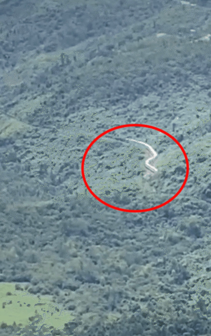 Con 'rắn hổ mây' khổng lồ nổi tiếng khắp cõi mạng Việt Nam khiến cả thế giới tò mò Ảnh 1