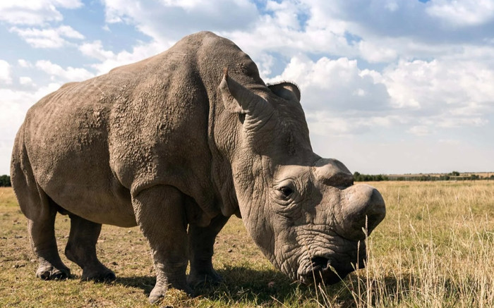 Loài vật quý hiếm bậc nhất thế giới: Chỉ còn 2 cá thể, nặng đến 1.600kg Ảnh 2