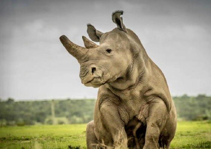 Cả thế giới đang chạy đua để giải cứu tê giác phương Bắc tránh khỏi bị tuyệt chủng.