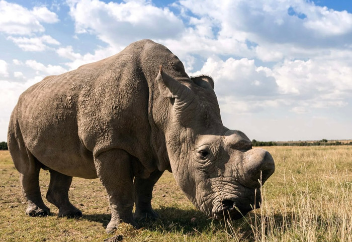 Chỉ còn 2 cá thể tê giác trắng trên toàn thế giới khiến công cuộc bảo toàn càng thêm khó khăn.