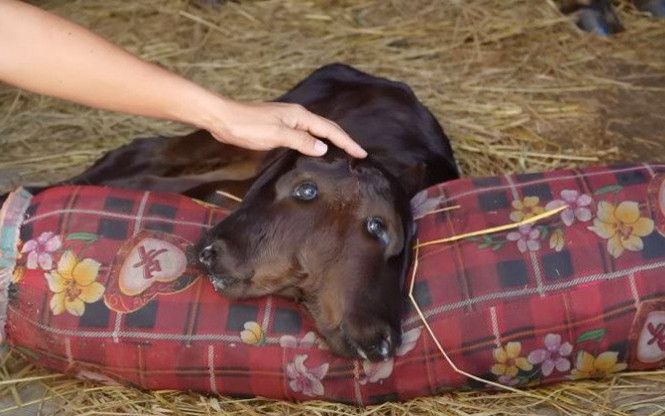 Chú bê 2 đầu 4 mắt độc lạ nhất Trà Vinh, người dân nườm nượp kéo đến xem Ảnh 2