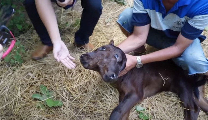 Người dân trong vùng nườm nượp đến xem.