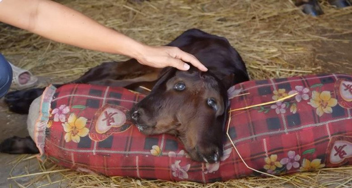 Chú bê có 2 đầu 4 mắt.