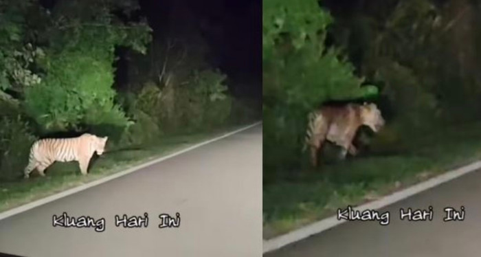 Hoảng hốt cảnh tượng hổ hoang rình rập giữa rừng đêm khiến tài xế đứng tim.