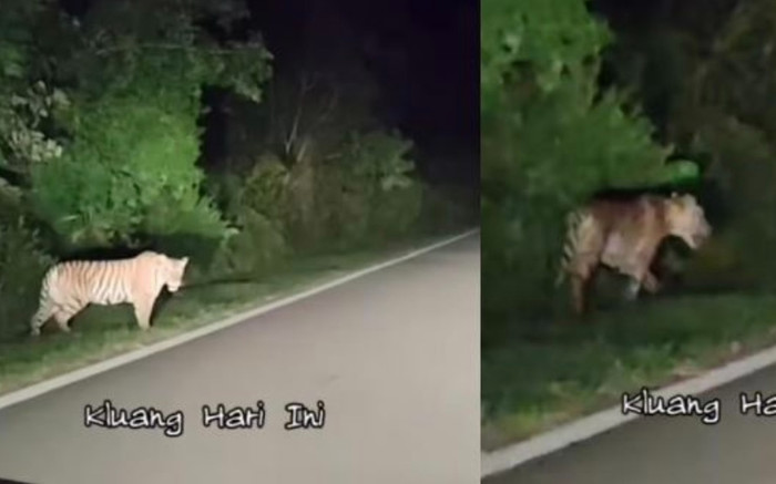 Lái xe trong đêm, tài xế hốt hoảng chạm mặt hổ hoang giữa đường vắng Ảnh 2