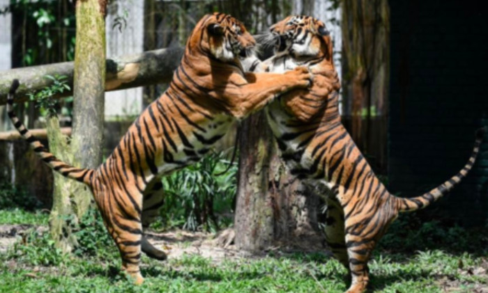 Lái xe trong đêm, tài xế hốt hoảng chạm mặt hổ hoang giữa đường vắng Ảnh 2