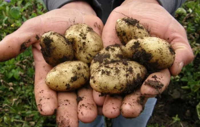 Vì là giống khoai tây đặc biệt, La Bonnotte có giá khá đắt đỏ. Thậm chí, trong một buổi đấu giá vào năm 1996, khoai tây La Bonnotte còn được mua với giá 1.200 USD/kg (khoảng 28 triệu đồng/kg).