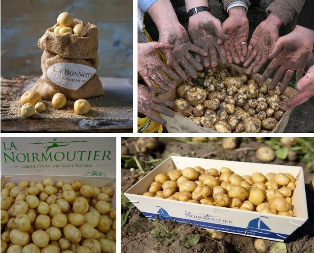 La Bonnotte dùng tảo biển để bón đất trồng khoai và thời gian thu hoạch chỉ kéo dài 10 ngày trong năm. 