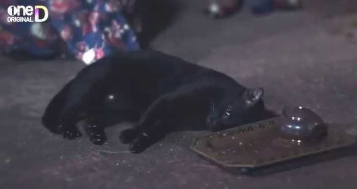 Nữ hoàng Ayohaya bị tẩy chay vì đầu độc mèo