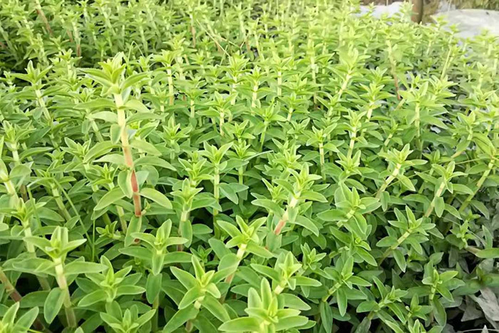 Rau ngổ mọc đầy ngoài ao, sông...