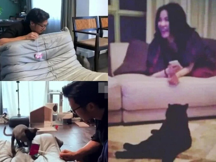 Tạ Đình Phong và Vương Phi nuôi chung hai con mèo. Khi xuất hiện thông tin cả hai chia tay, có nguồn tin cho rằng nam diễn viên chỉ mang theo 1 con mèo sau khi rời khỏi nhà. 