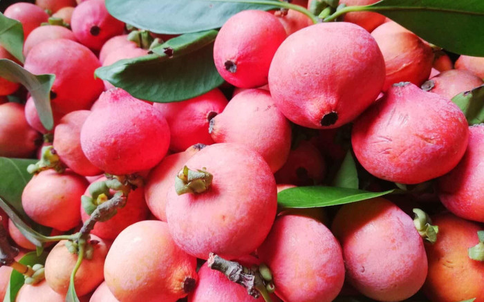 Loại quả xưa dành cho nhà nghèo, nay thành đặc sản được 'săn lùng' ráo riết, 80.000 đồng/kg Ảnh 2