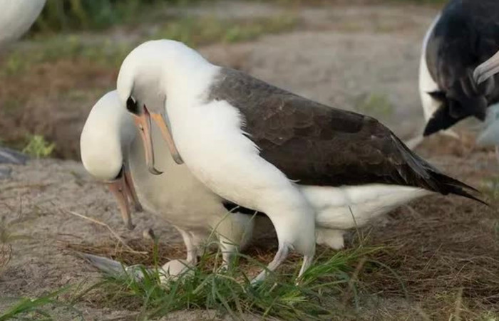 Wisdom – chim hoang dã 74 tuổi tiếp tục sinh sản, sống lâu hơn 3 bạn đời.