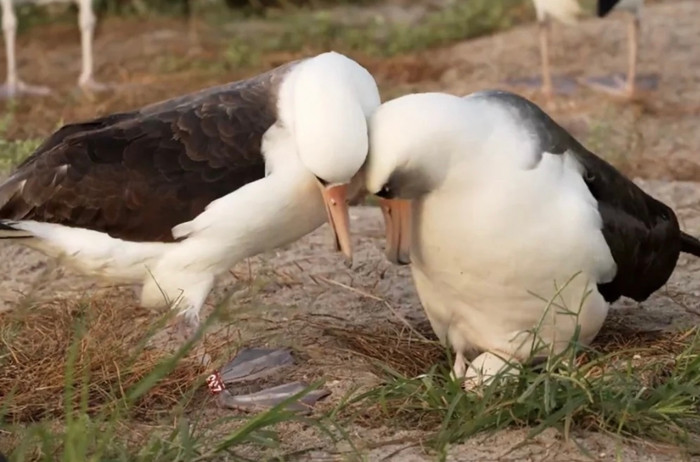 Chim già nhất thế giới tìm bạn đời mới ở tuổi 74.