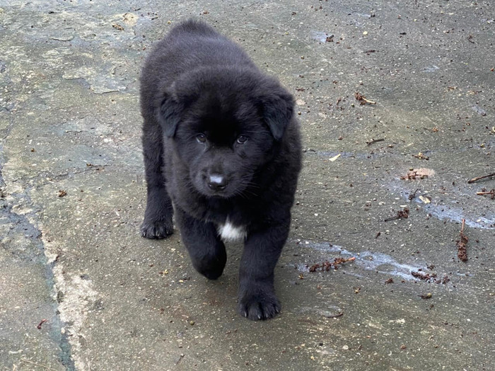 Chó Mông cộc thông minh, trung thành và được mệnh danh là 'thần giữ của'.