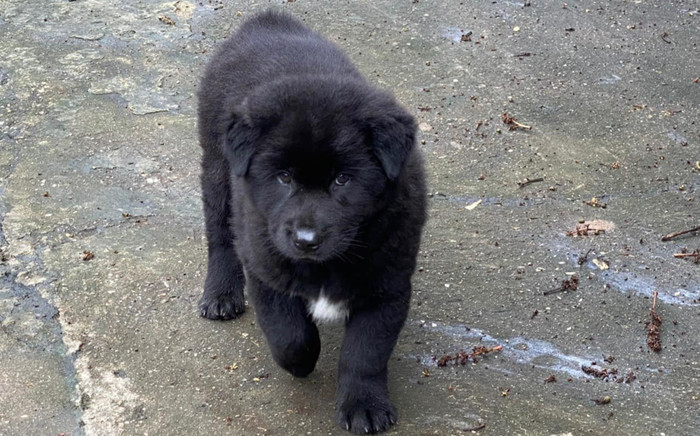 Giống chó thông minh, biết 'giữ của' thuộc top đắt đỏ nhất Việt Nam Ảnh 2