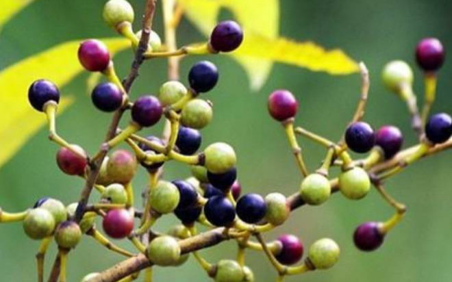 Loại quả xưa ít ai biết, nay thành đặc sản có trong nhà hàng nhưng hiếm, 90.000 đồng/kg Ảnh 2