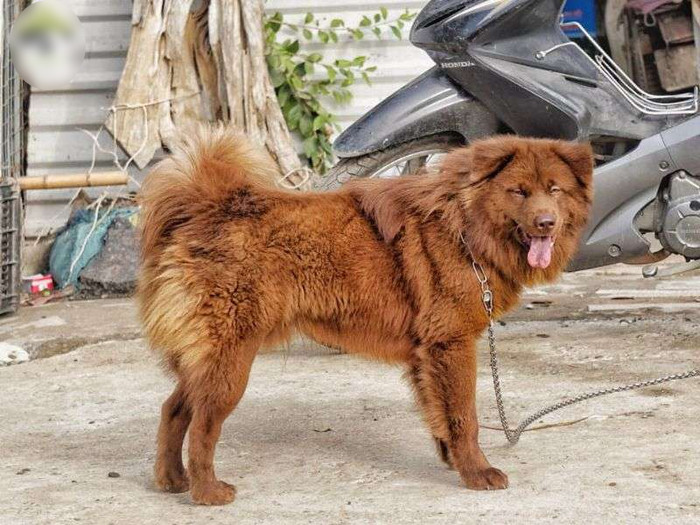 Chó Bắc Hà là một trong 'tứ đại quốc khuyển' của nước ta.