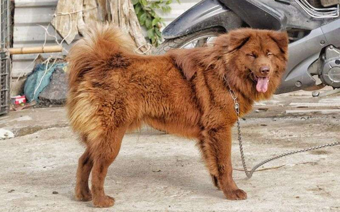 Giống chó đẹp và thông minh nhất Việt Nam, có con đắt đỏ giá 40 triệu đồng Ảnh 2