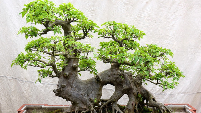 Sung bonsai với dáng thế đẹp, hút tài lộc.