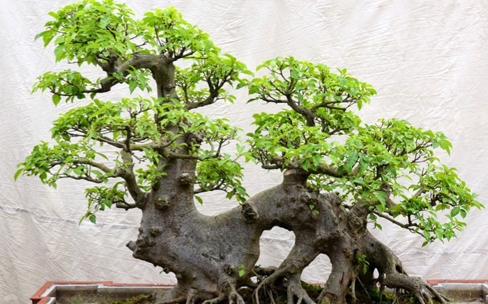 Loại cây xưa đầy nay 'lên chậu' thành bonsai, Tết Nguyên đán tấp nập khách mua vì hút tài lộc Ảnh 2