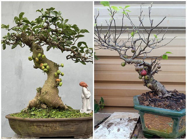 Song được lên chậu thành bonsai với thế dáng độc lạ.