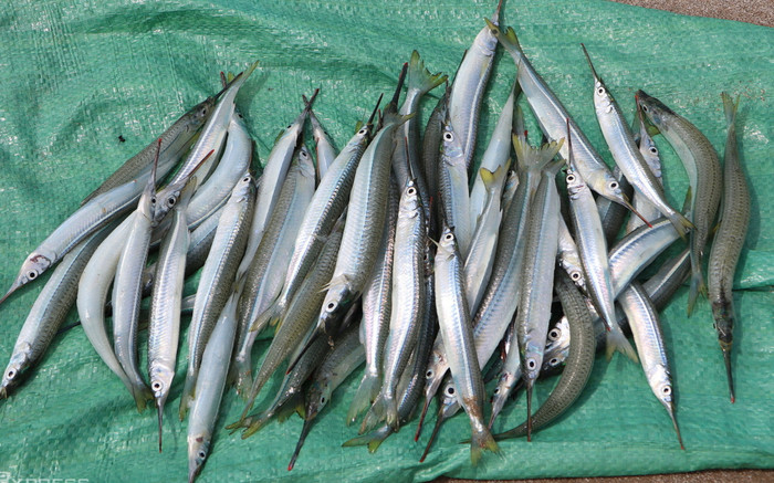 Loại cá xưa ít ai biết, nay thành đặc sản được ưa chuộng vì ngon, 200.000 đồng/kg Ảnh 2